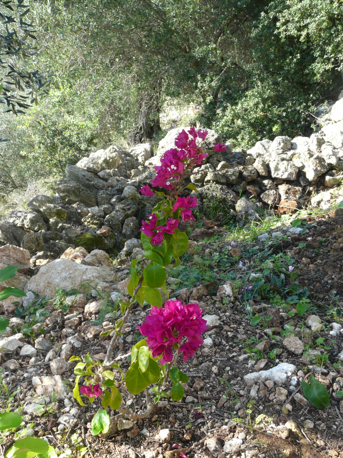 Surrounding of Villa Vounó